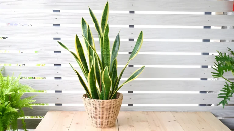 Cura della Sansevieria in autunno: la guida pratica per evitare marciumi e foglie arricciate