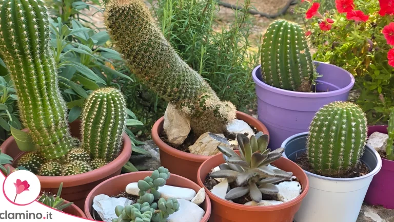 Pietre per Piante Grasse: Perché Metterle Solo in Superficie e Mai sul Fondo